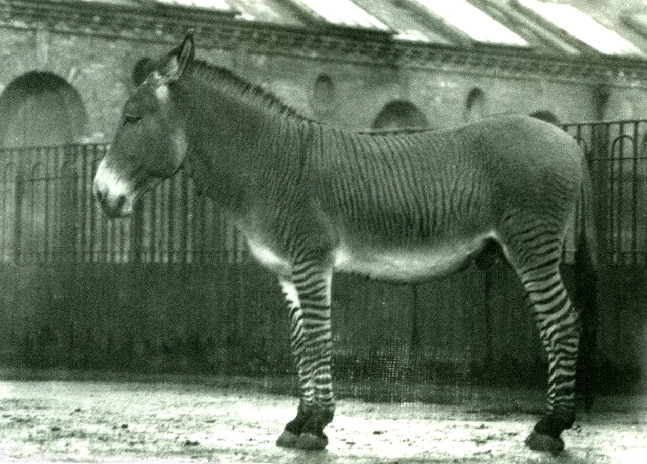 Uma zebra híbrida em seu recinto no zoológico de Londres, 1924 (foto bw) de Frederick William Bond