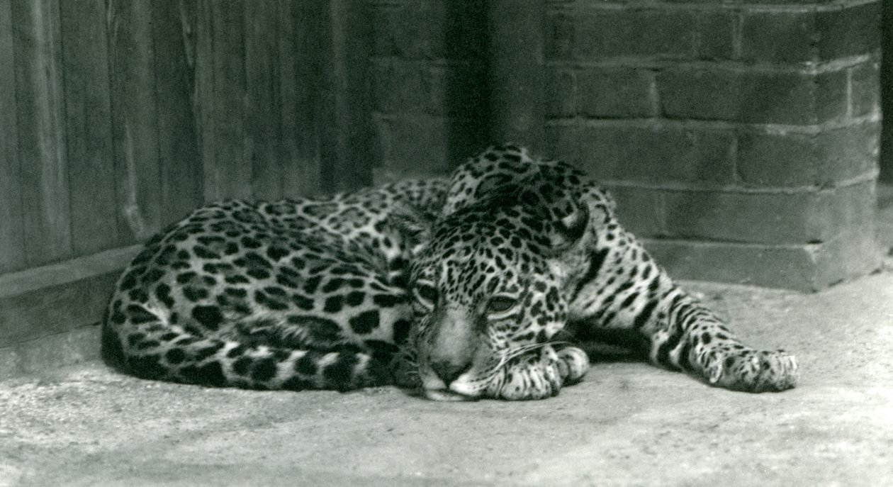 Um Jaguar descansando no Zoológico de Londres em junho de 1924 de Frederick William Bond