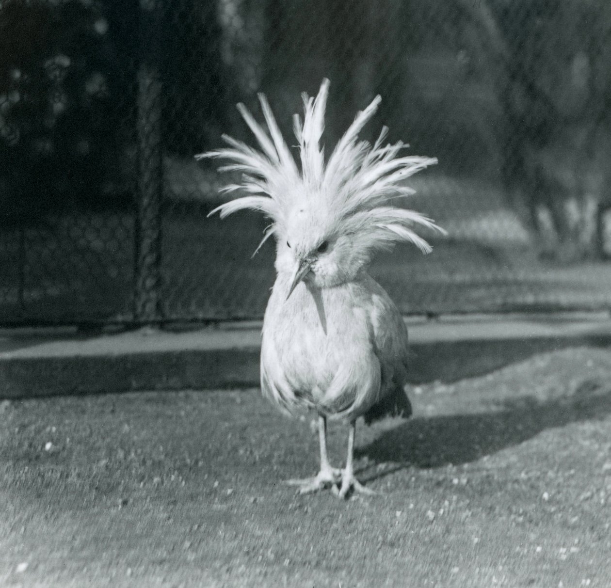 Um Kagu ou Cagu exibindo suas penas de crista no Zoológico de Londres, em junho de 1921 de Frederick William Bond