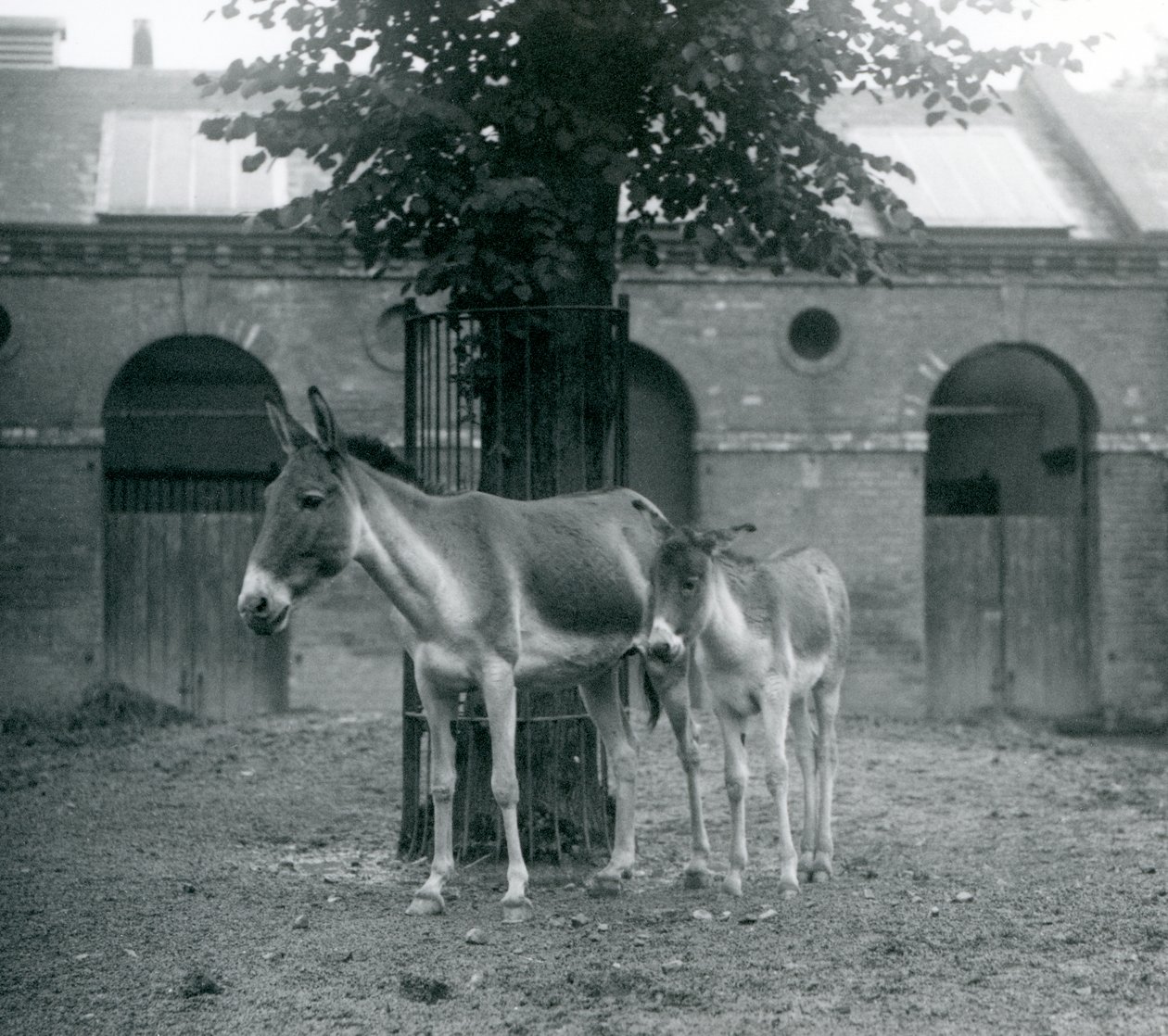 A KiangTibetan Wild AssKhyangGorkhar e seu potro em pé debaixo de uma árvore em seu paddock, London Zoo, em agosto de 1927 de Frederick William Bond
