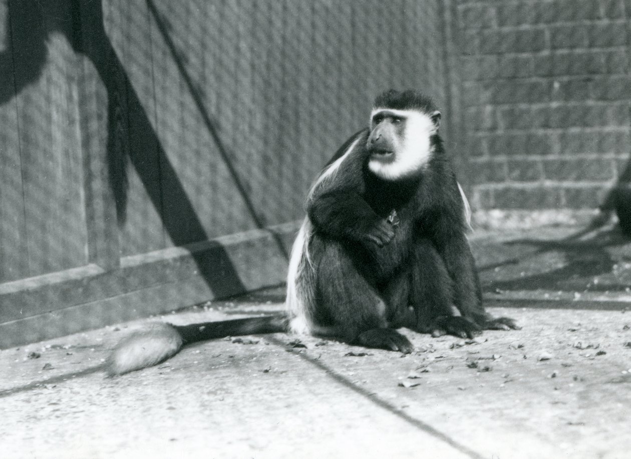 Um macaco Colobus preto-e-branco Kikuyu sentado em seu recinto no zoológico de Londres em julho de 1925 de Frederick William Bond