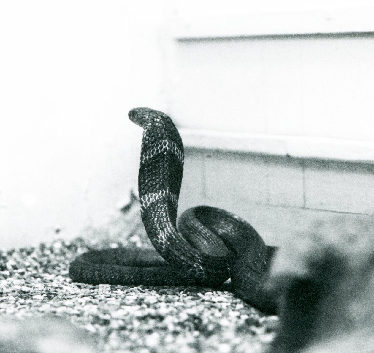 Um rei CobraHamadryad no zoológico de Londres, outubro de 1925 de Frederick William Bond