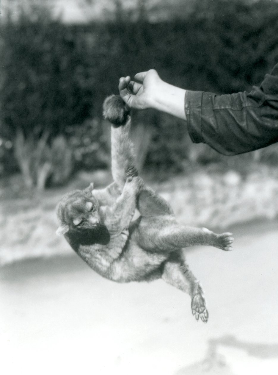 Um Kinkajou suspenso de um dedo de guardião por sua cauda preênsil, o Zoológico de Londres, em setembro de 1925 de Frederick William Bond