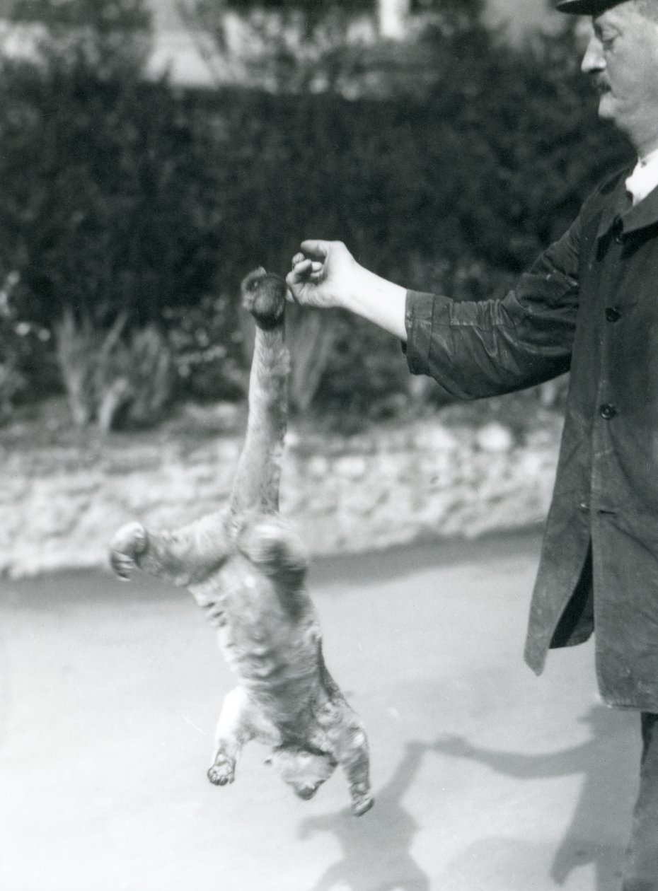 Um Kinkajou suspenso de cabeça para baixo, de um dedo de guarda, por sua cauda preênsil, o Zoológico de Londres, em setembro de 1925 de Frederick William Bond