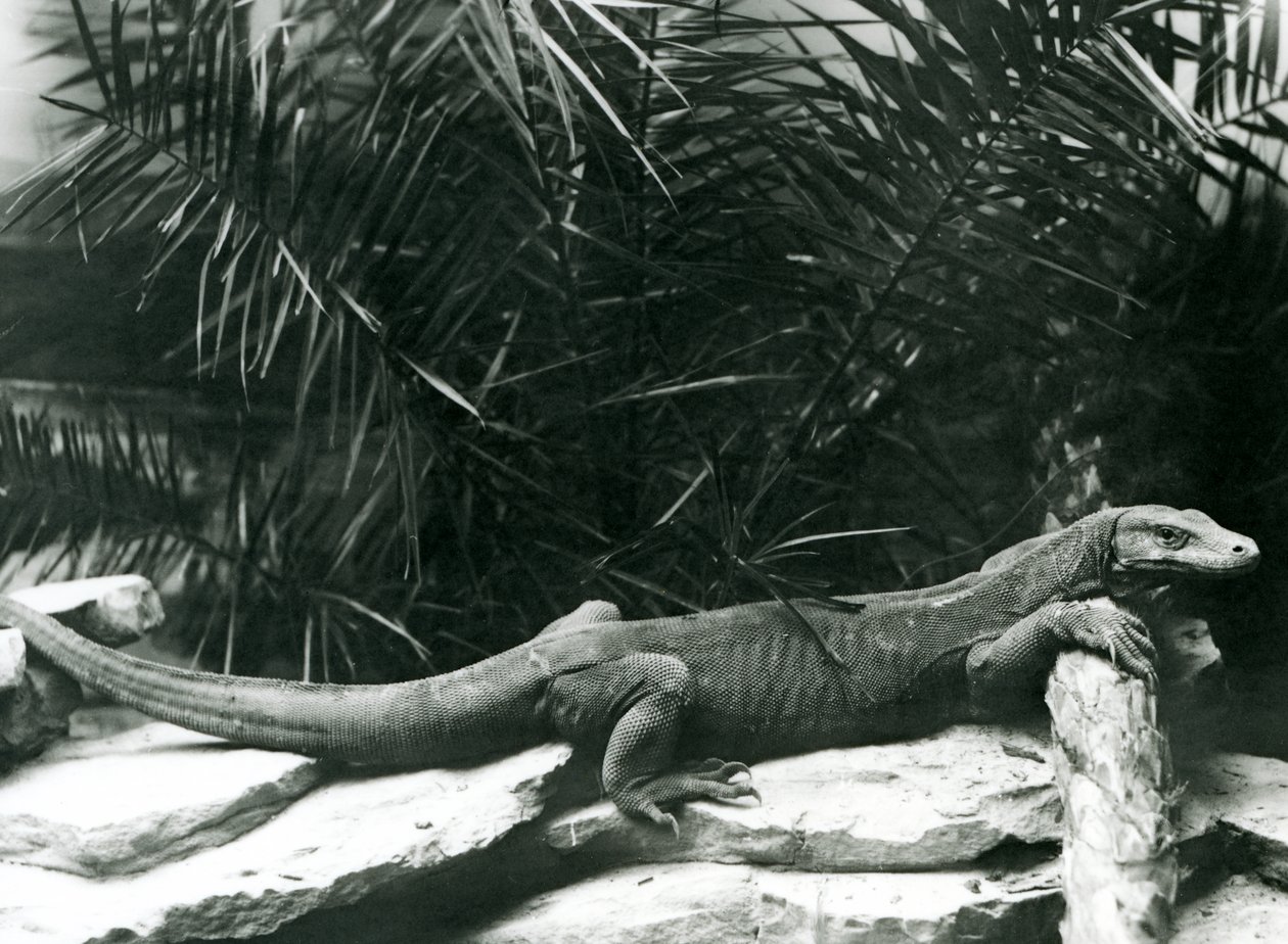 Um Komodo DragonMonitor descansando o pescoço e fazendo frente a um tronco no zoológico de Londres em junho de 1927 de Frederick William Bond