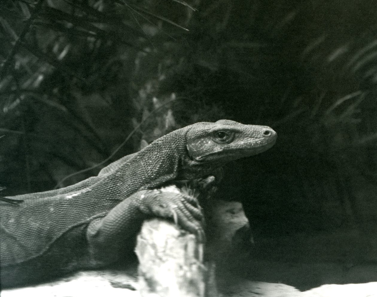 Um Komodo DragonMonitor descansando o pescoço e fazendo frente a um tronco no zoológico de Londres em junho de 1927 de Frederick William Bond