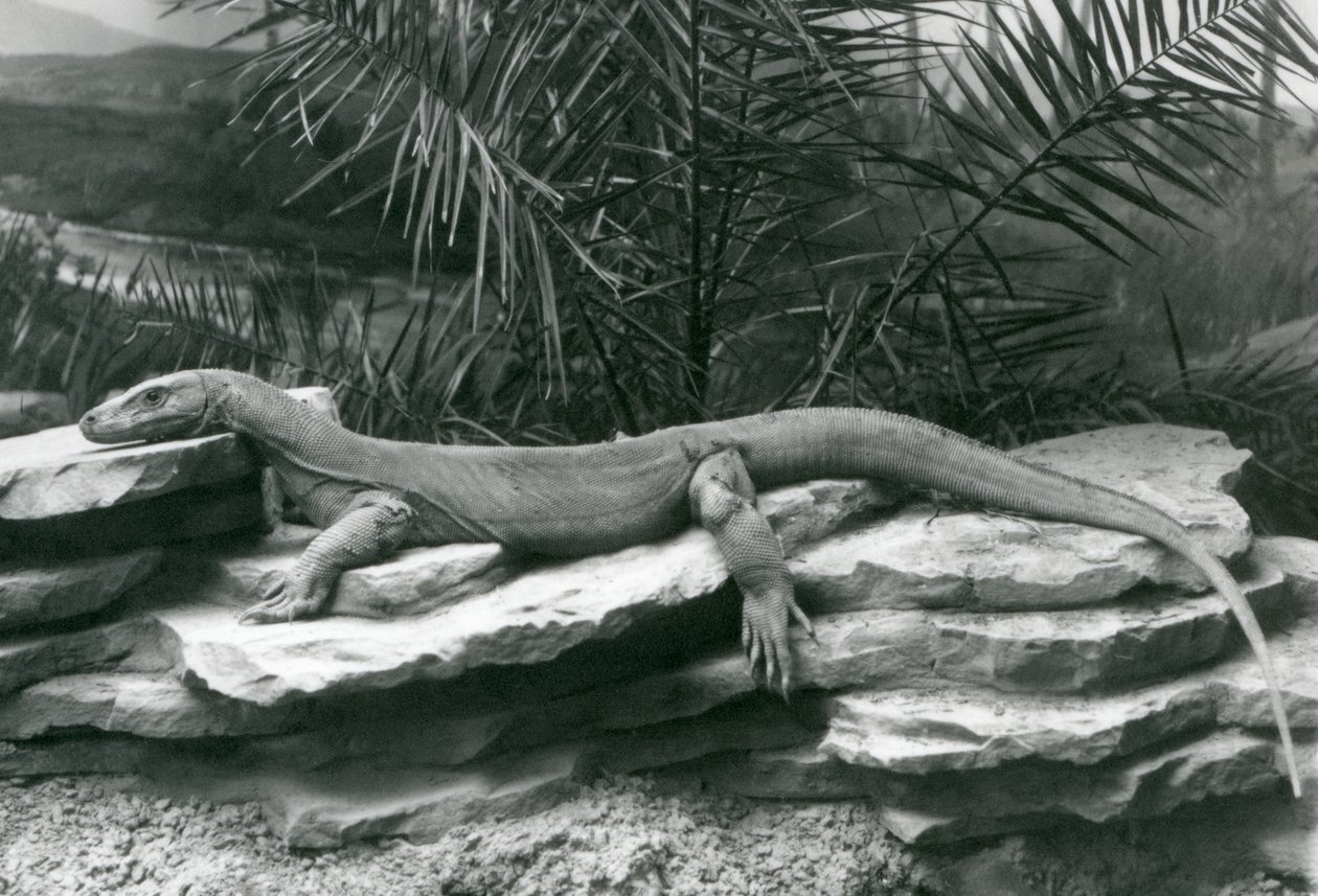 Um Komodo DragonMonitor descansando em uma parede rochosa no London Zoo em 1927 de Frederick William Bond