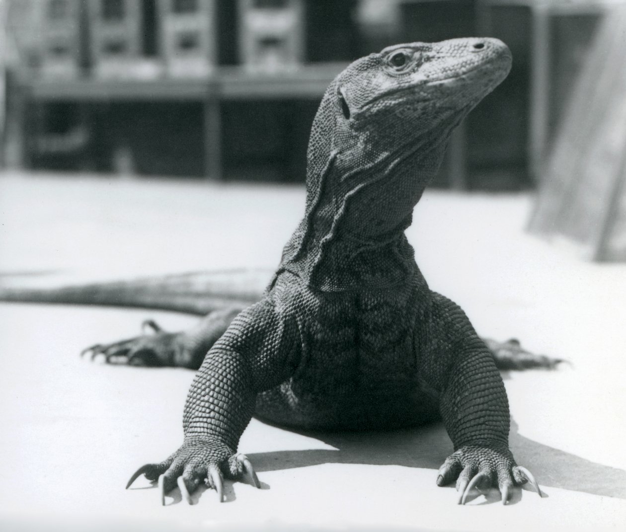 Um Dragão de Komodo no Zoológico de Londres, agosto de 1928 de Frederick William Bond