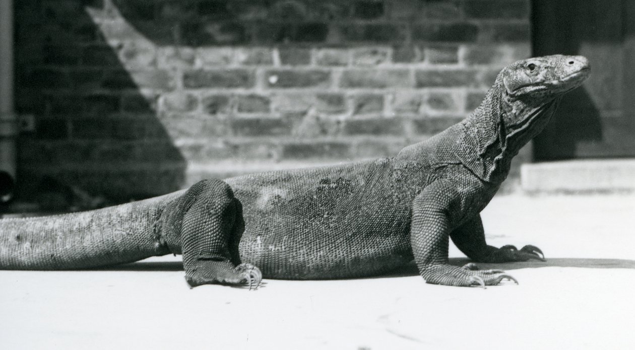 Um dragão-de-komodo no Zoológico de Londres em agosto de 1928 (foto a p/b) de Frederick William Bond