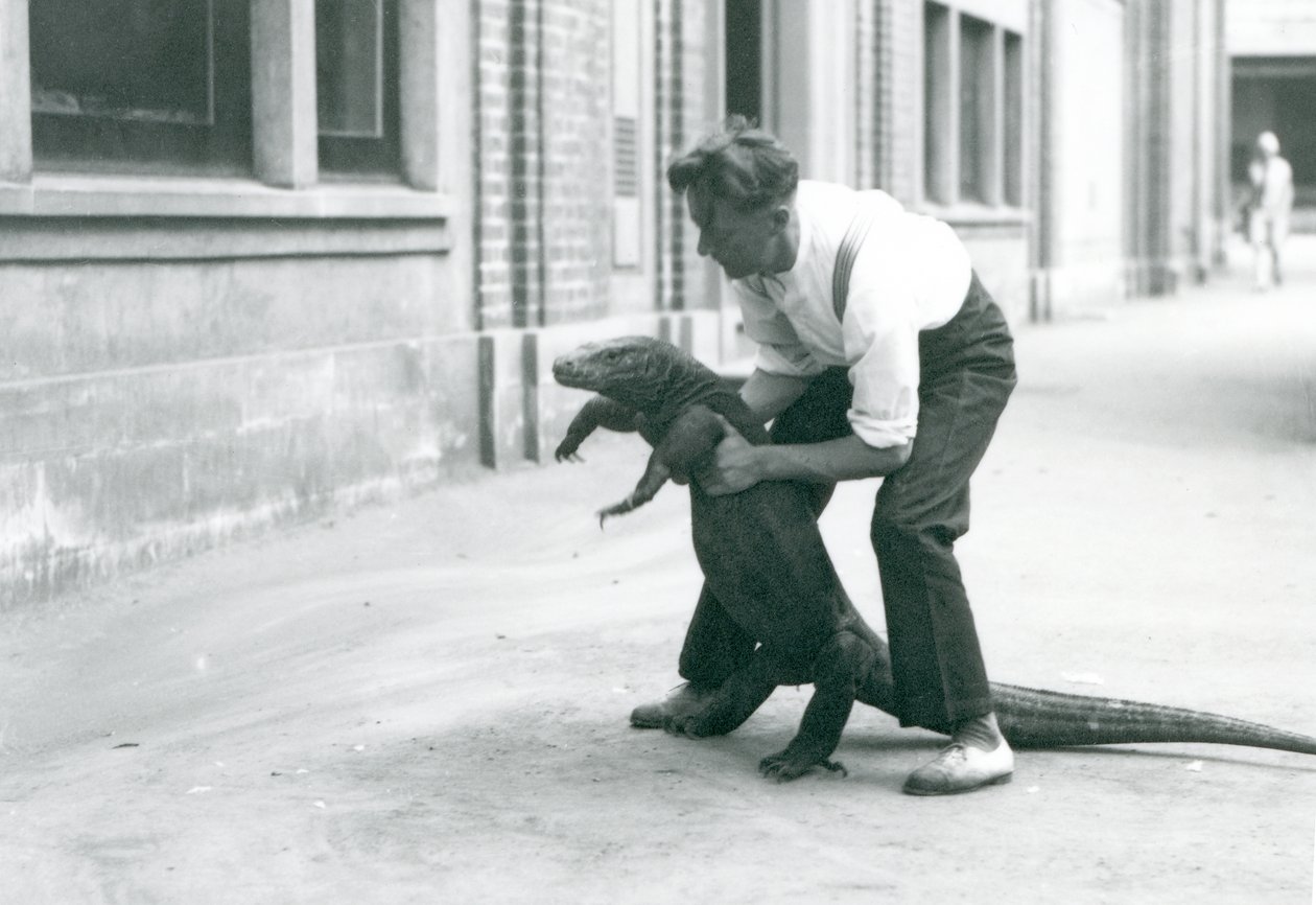 Um dragão-de-komodo sendo segurado nas pernas traseiras, por um guardião no Zoológico de Londres em agosto de 1928 (foto a p/b) de Frederick William Bond