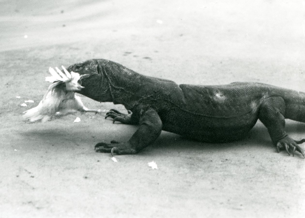 Um dragão-de-komodo a comer uma galinha, Jardim Zoológico de Londres de Frederick William Bond
