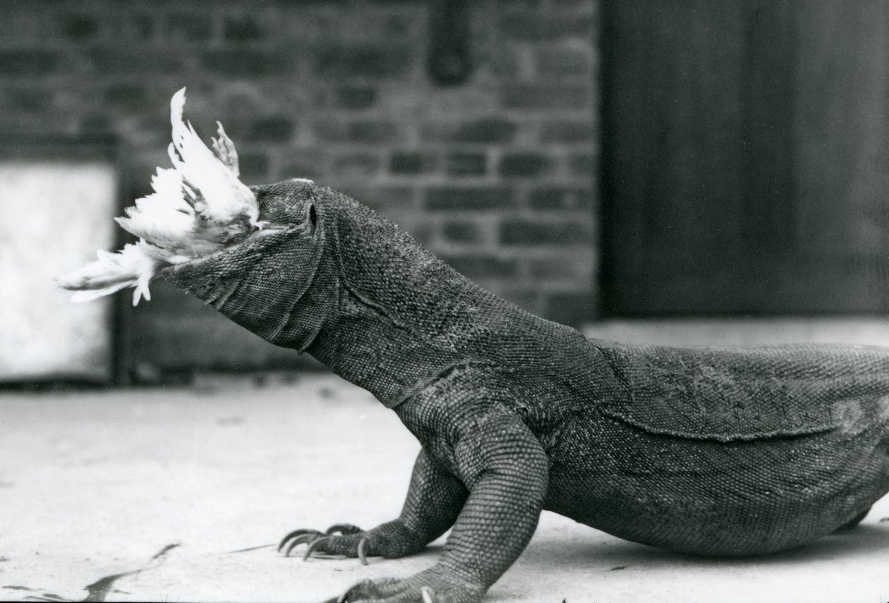 Um dragão-de-komodo comendo uma galinha no Zoológico de Londres Agosto de 1928 (foto a p/b) de Frederick William Bond