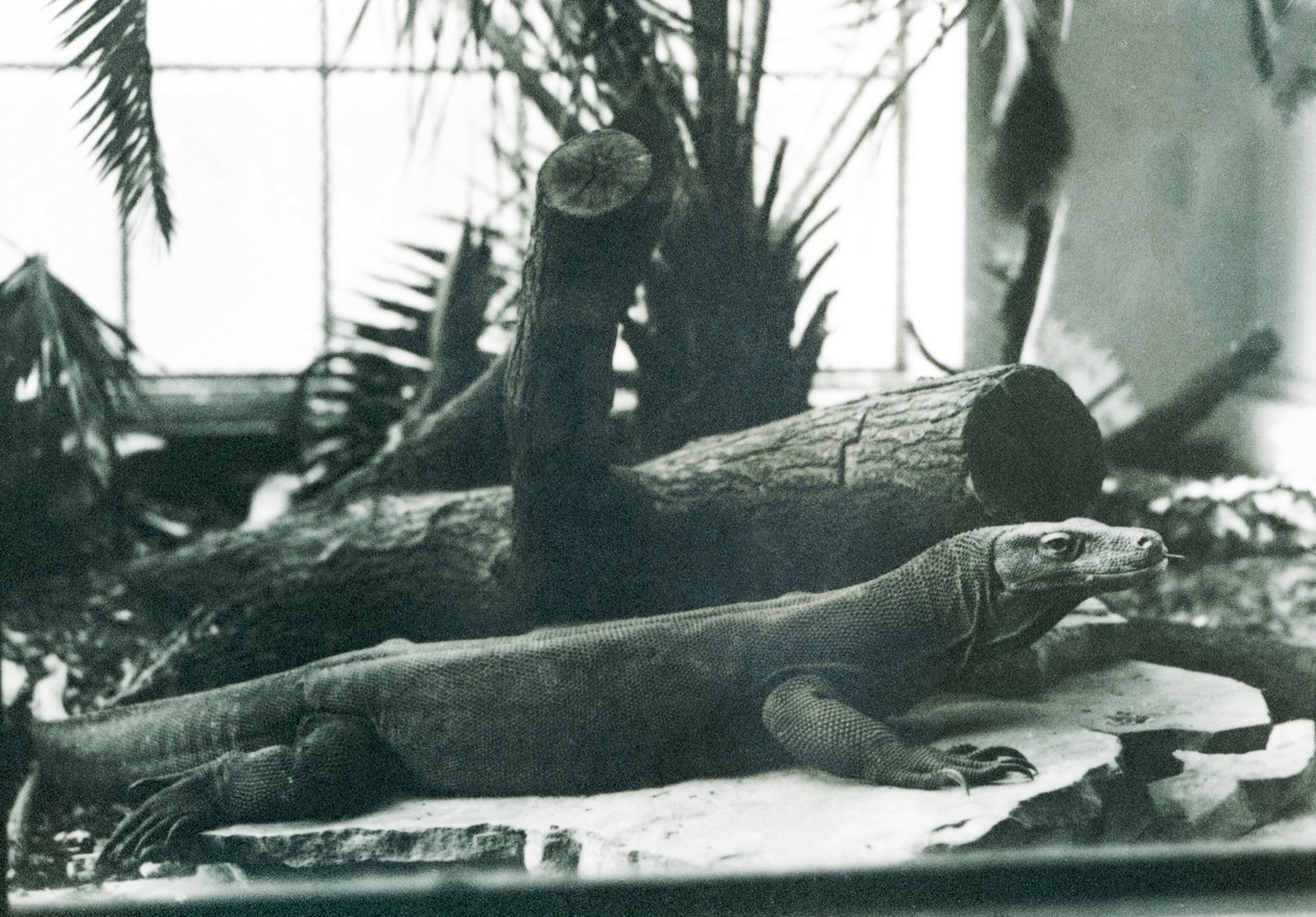 Um Dragão Komodo na Casa do Réptil no Jardim Zoológico de Londres em Agosto de 1928 (foto a p/b) de Frederick William Bond