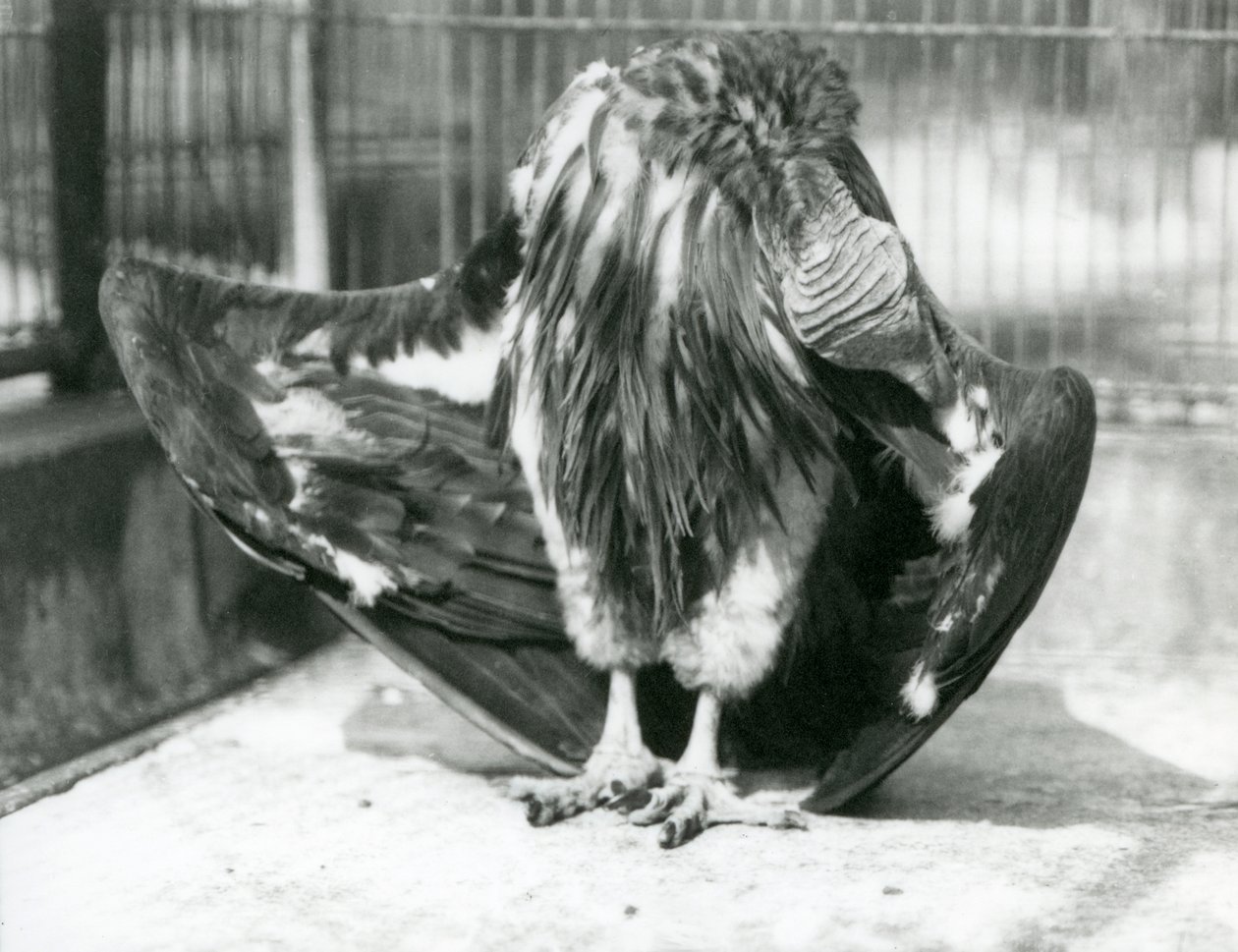 Um abutre com cara de lapa, de pé no chão do seu recinto, a pregar as penas das suas asas, no Jardim Zoológico de Londres de Frederick William Bond