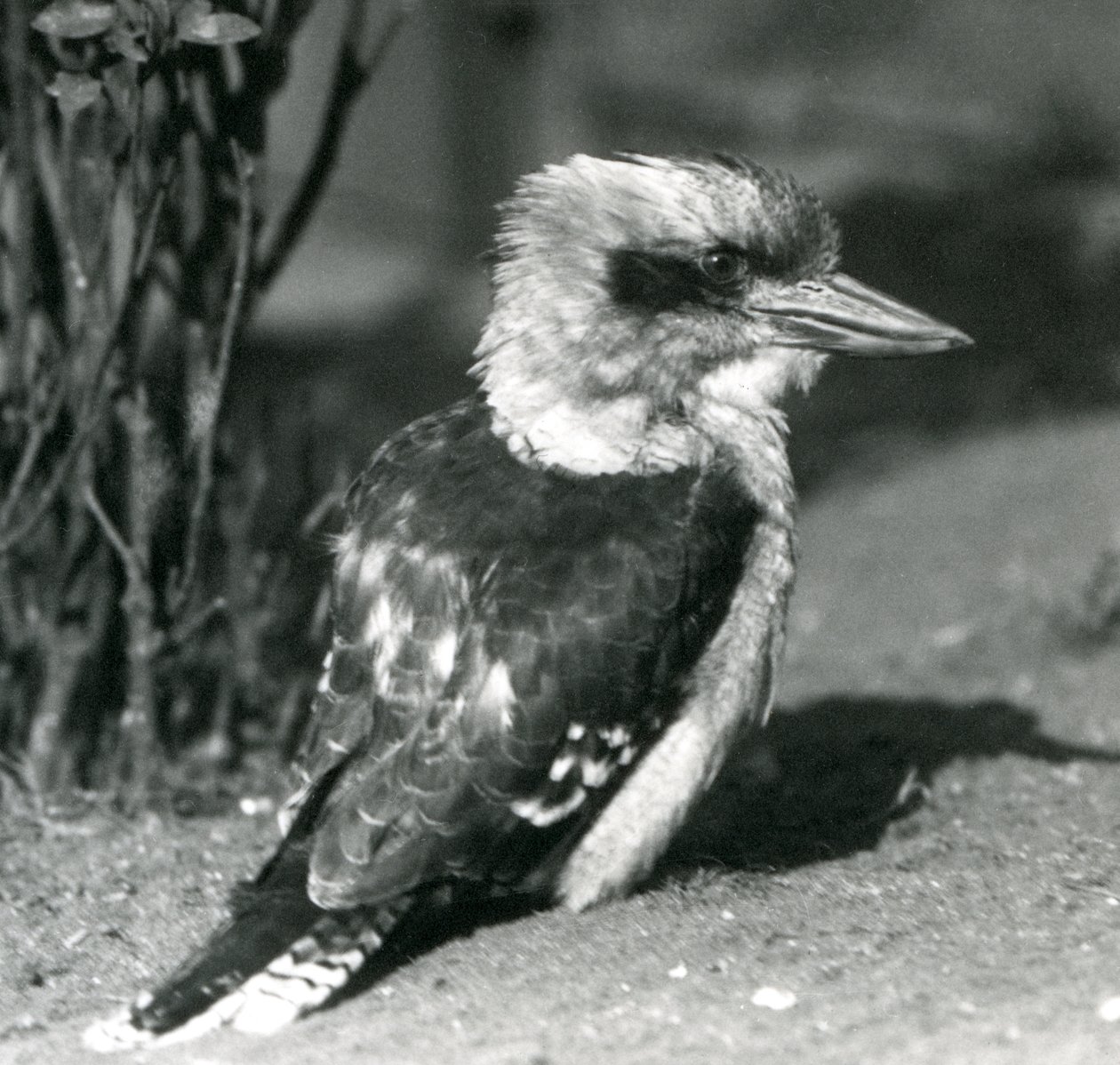 Um kookaburra rindo no zoológico de Londres em abril de 1925 de Frederick William Bond