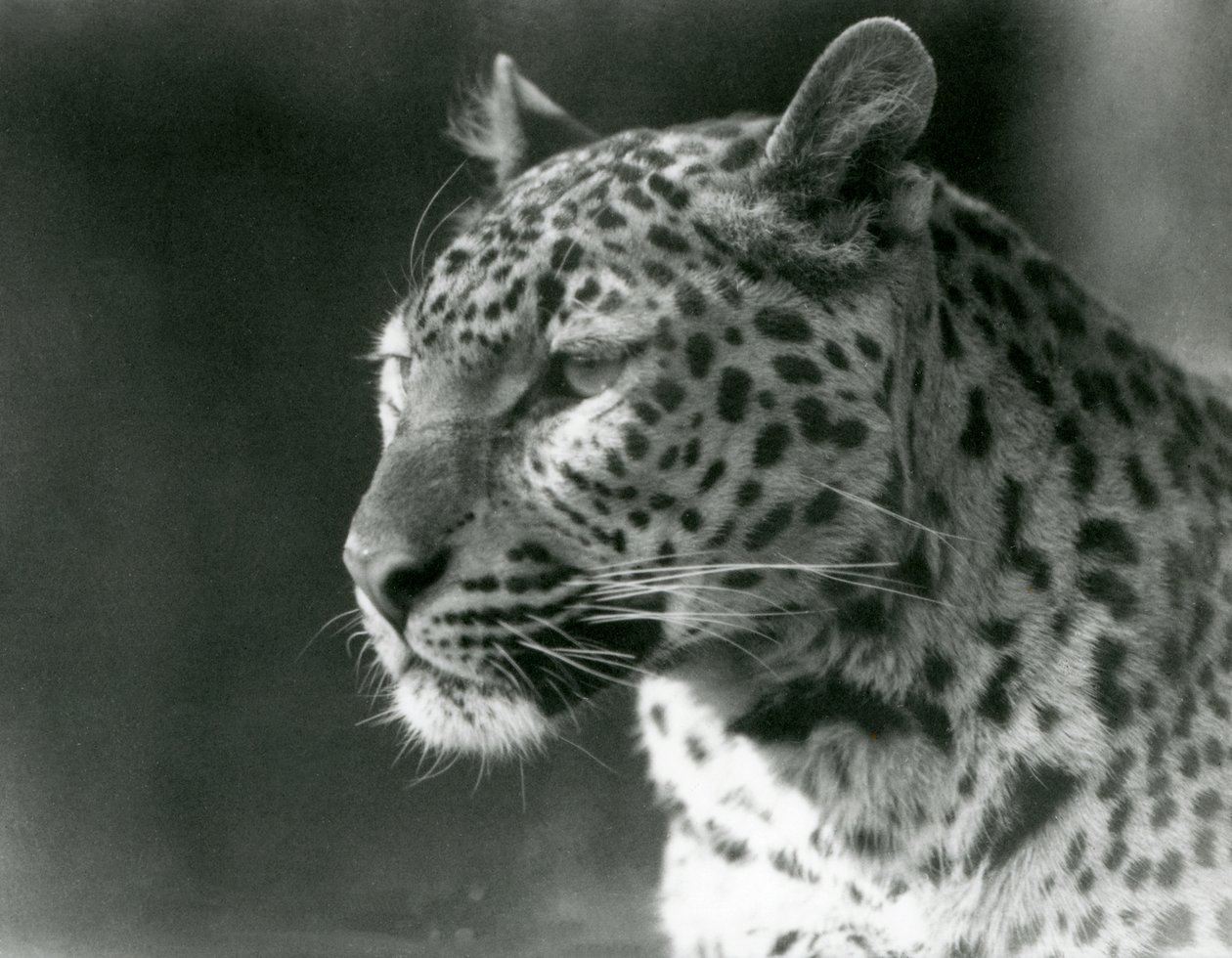 Um Leopardo no Jardim Zoológico de Londres em 1930 (foto a p/b) de Frederick William Bond