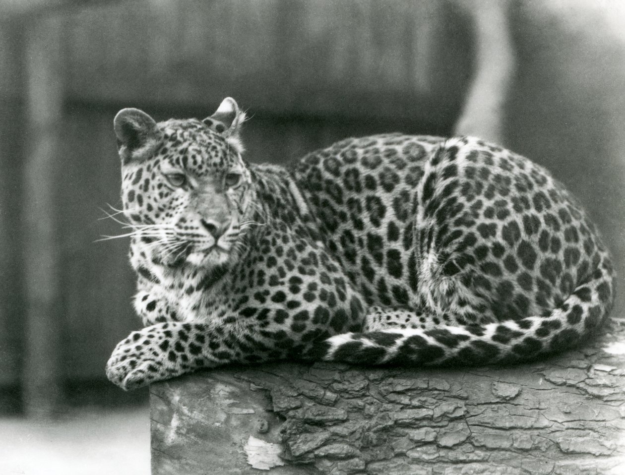 Um Leopardo descansando em um tronco no Zoológico de Londres em 1929 (foto a p/b) de Frederick William Bond