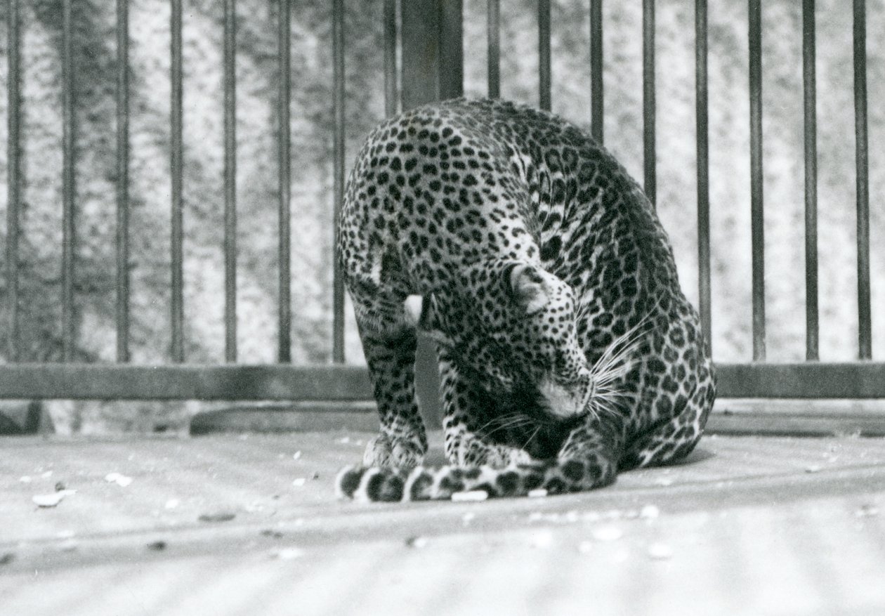 Um leopardo sentado em seu recinto arrumando a perna, zoológico de Londres, 1927 de Frederick William Bond