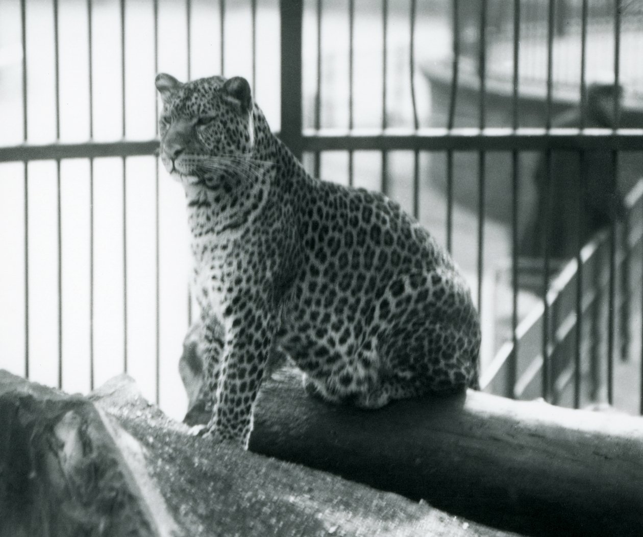 Um leopardo sentado em um tronco em seu recinto no zoológico de Londres, em setembro de 1925 de Frederick William Bond