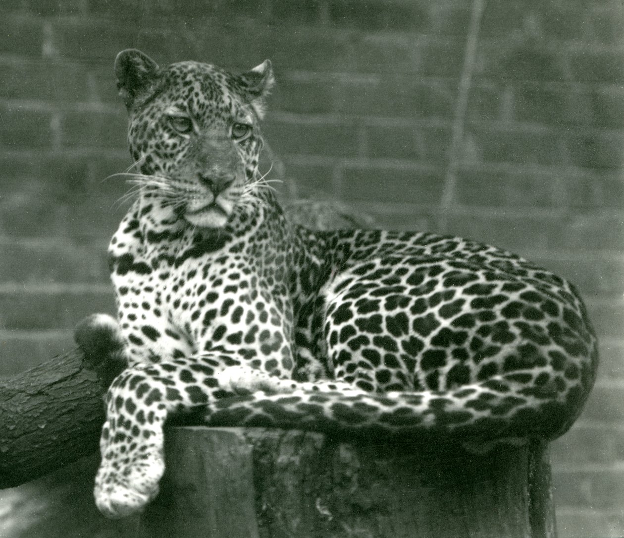 Um leopardo sentado em um toco de árvore no zoológico de Londres em 1924 de Frederick William Bond