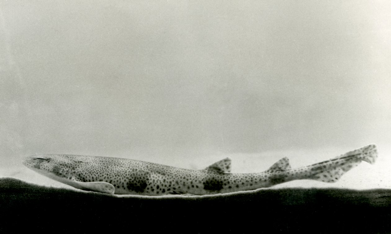 Um cação de pequeno porte no zoológico de Londres em 1924 de Frederick William Bond