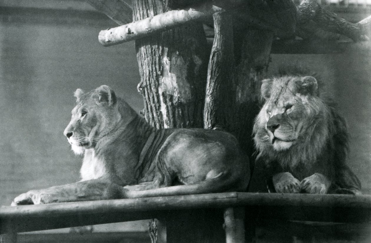 Um Leão e Lioness descansando em uma plataforma alta, em seu recinto, no Zoológico de Londres em 1929 (foto a p/b) de Frederick William Bond