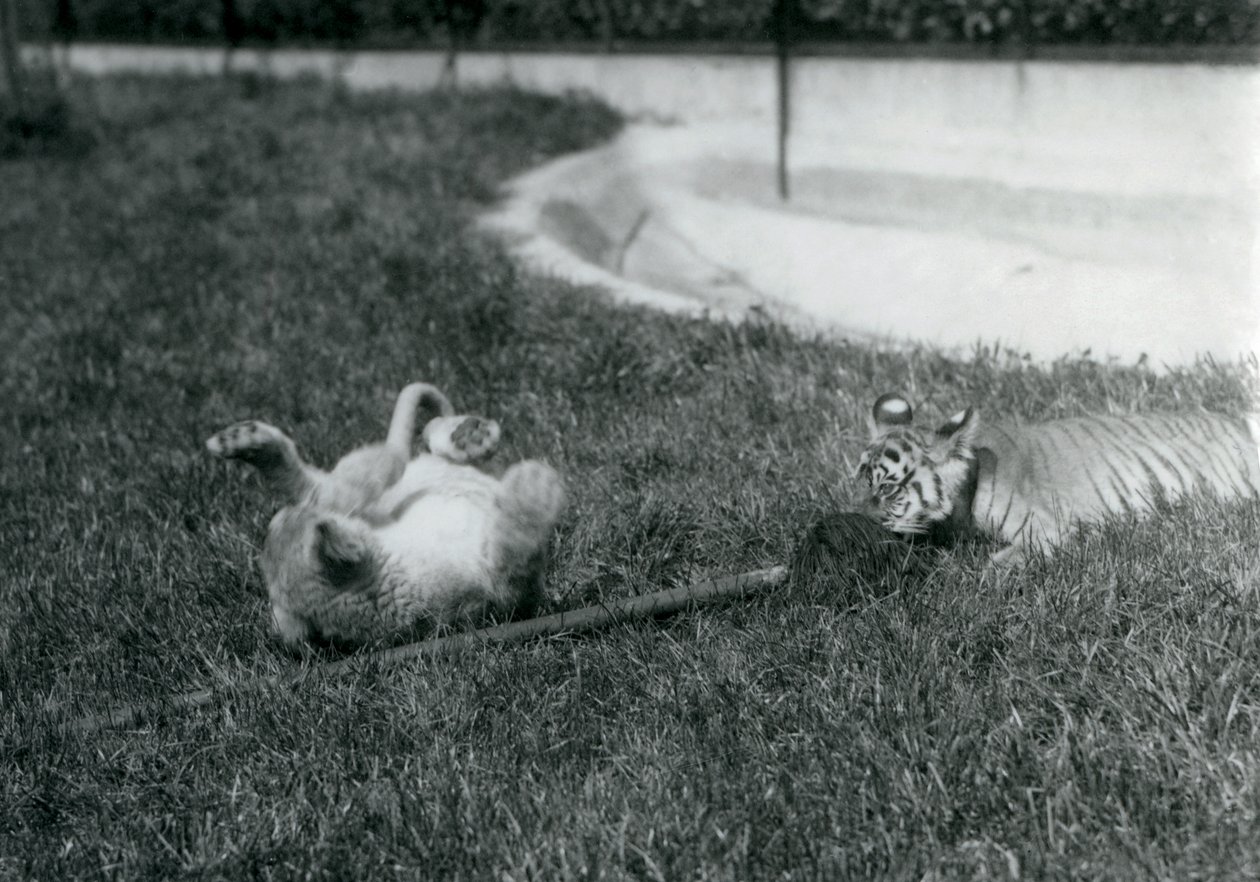 Um leão e um filhote de tigre brincam com um esfregão, na grama, em uma piscina, no zoológico de Londres, em setembro de 1925 de Frederick William Bond