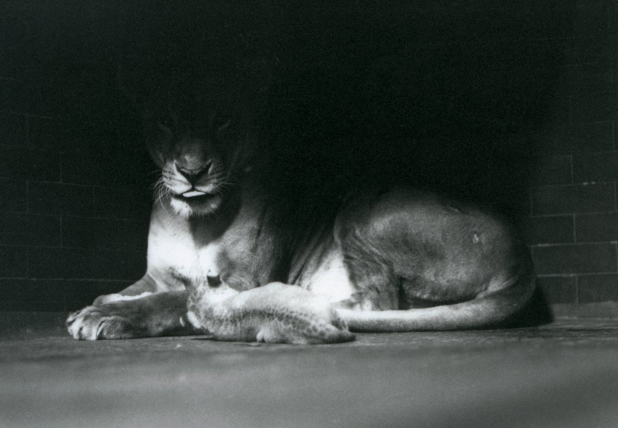 Um filhote de leão Deitado com a mãe à sombra da retaguarda do seu recinto, o zoológico de Londres, em outubro de 1925 de Frederick William Bond