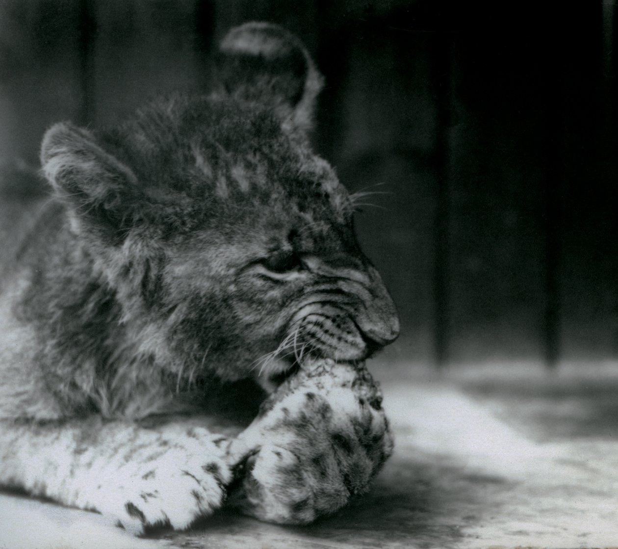 Um filhote de leão que se alimenta no ZSL London Zoo em 1927 de Frederick William Bond