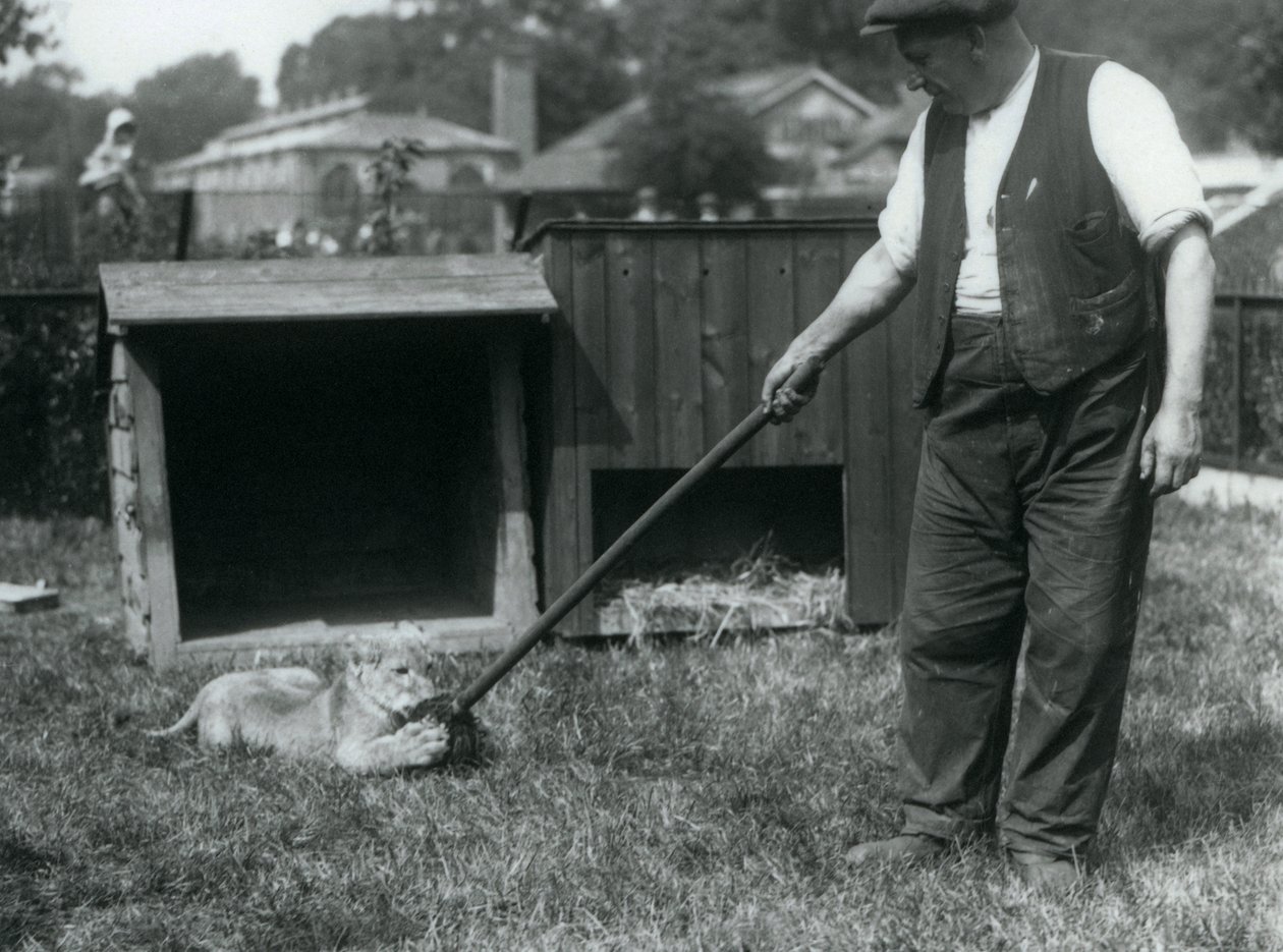 Um, filhote leão, tocando, com, um, esfregão, segurado, por, seu, keeper, ligado, a, capim, frente, seu, den, hondon zoológico, setembro, 1925 de Frederick William Bond