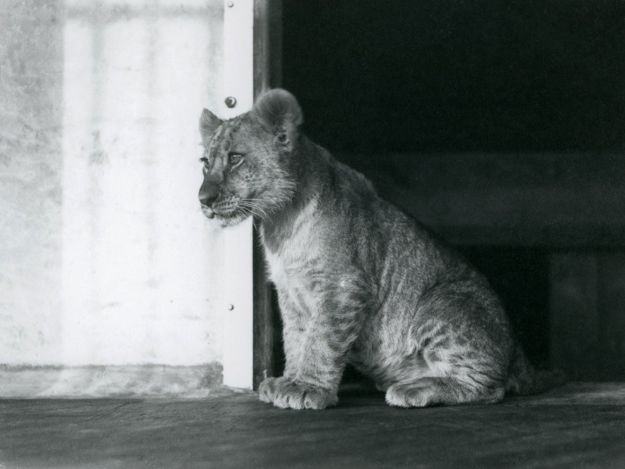 Um Leãozinho sentado no chão do Jardim Zoológico de Londres em 1930 (foto a p/b) de Frederick William Bond