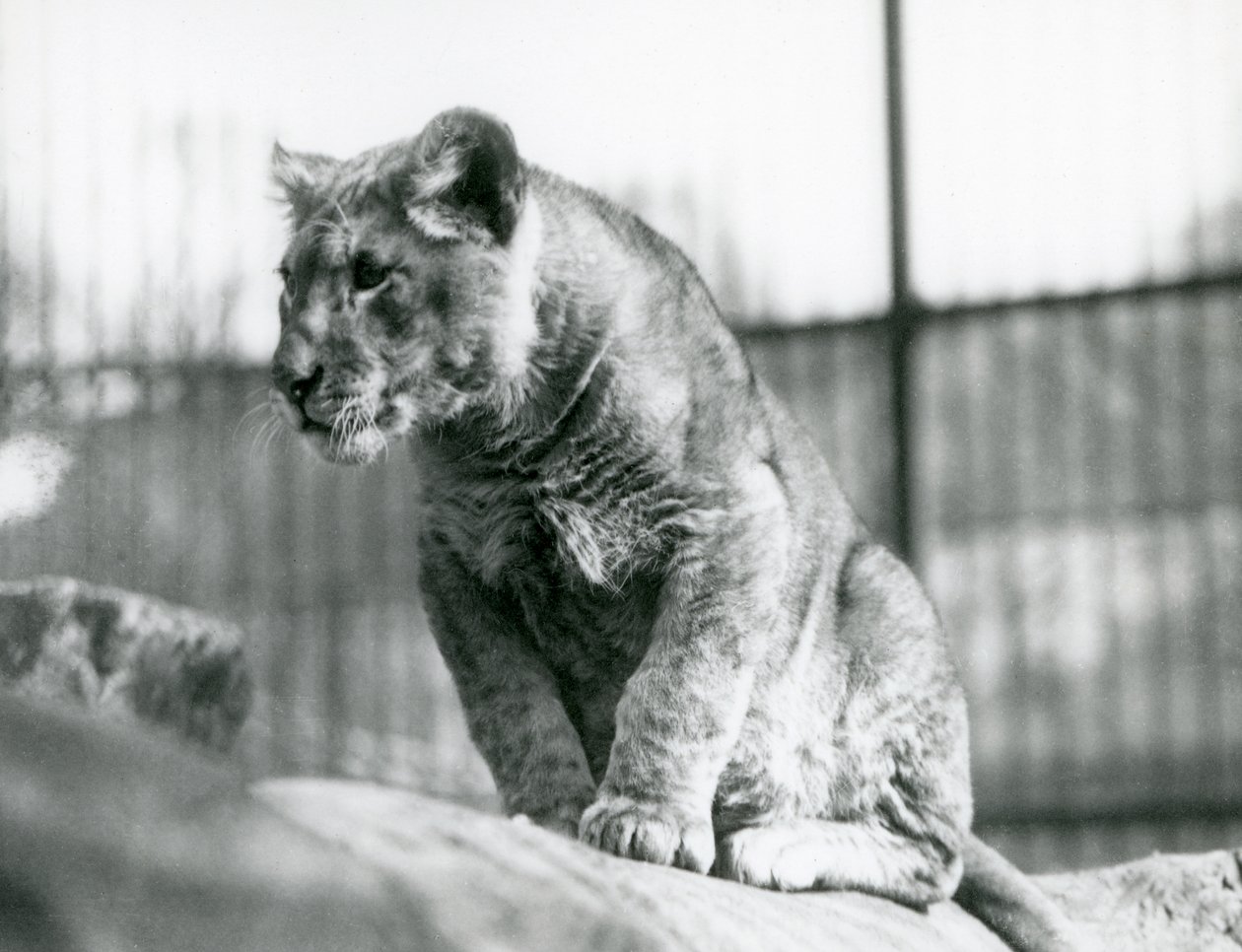 Um filhote de leão, que nascera no zoológico em julho de 1923, no zoológico de Londres, em julho de 1924 de Frederick William Bond