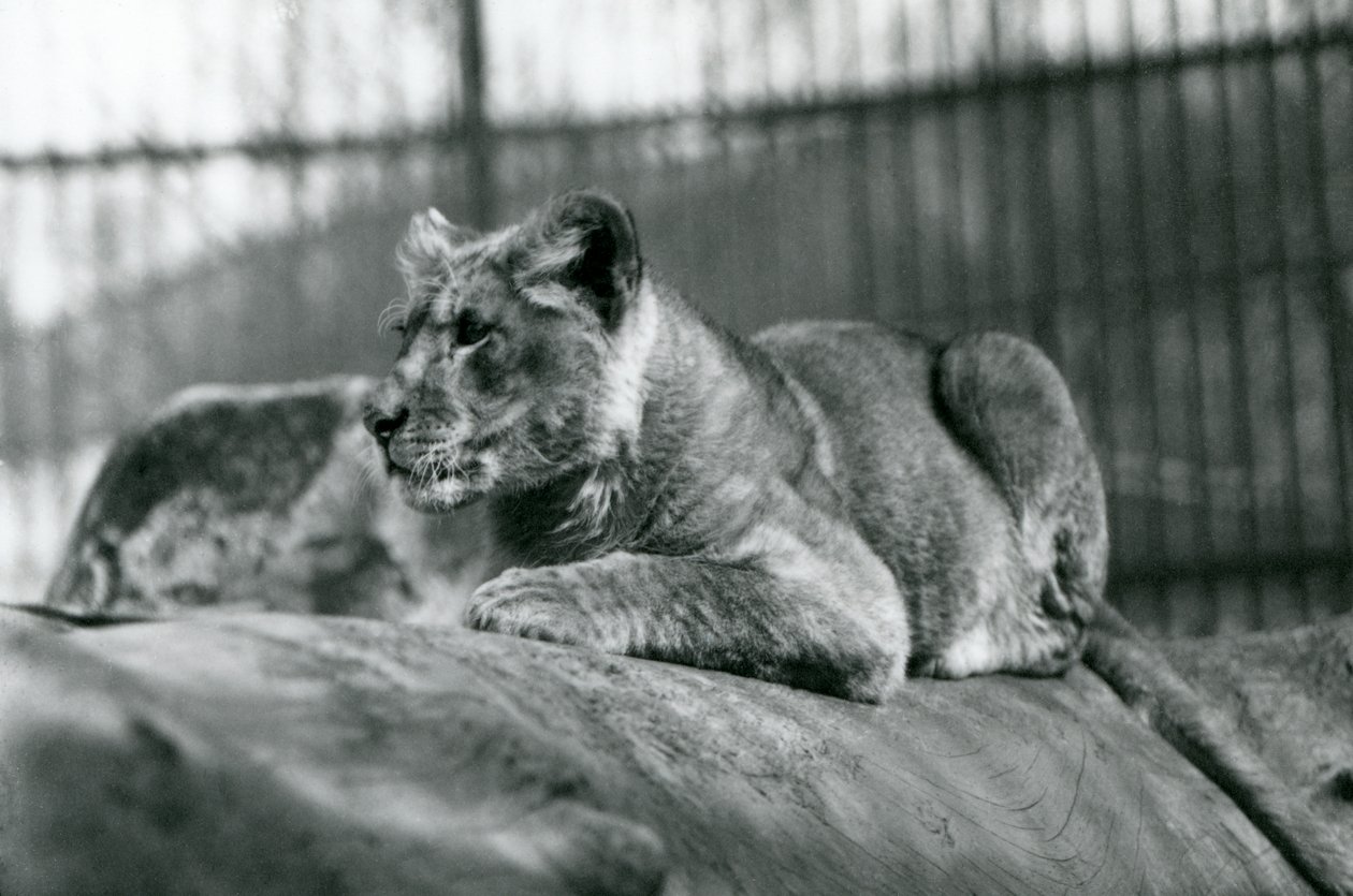 Um filhote de leão, que nascera no zoológico em julho de 1923, no zoológico de Londres, em julho de 1924 de Frederick William Bond