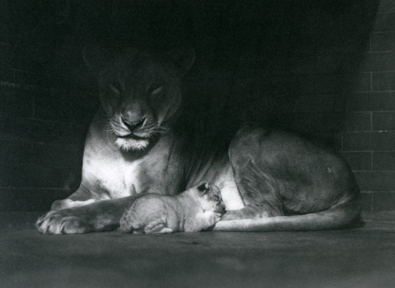 Uma leoa e um filhote deitados à sombra da retaguarda do seu recinto, o zoológico de Londres, em outubro de 1925 de Frederick William Bond