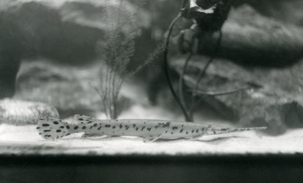 Garn Longnose, ou Gar de Needlenose, Zoológico de Londres, 1924 de Frederick William Bond