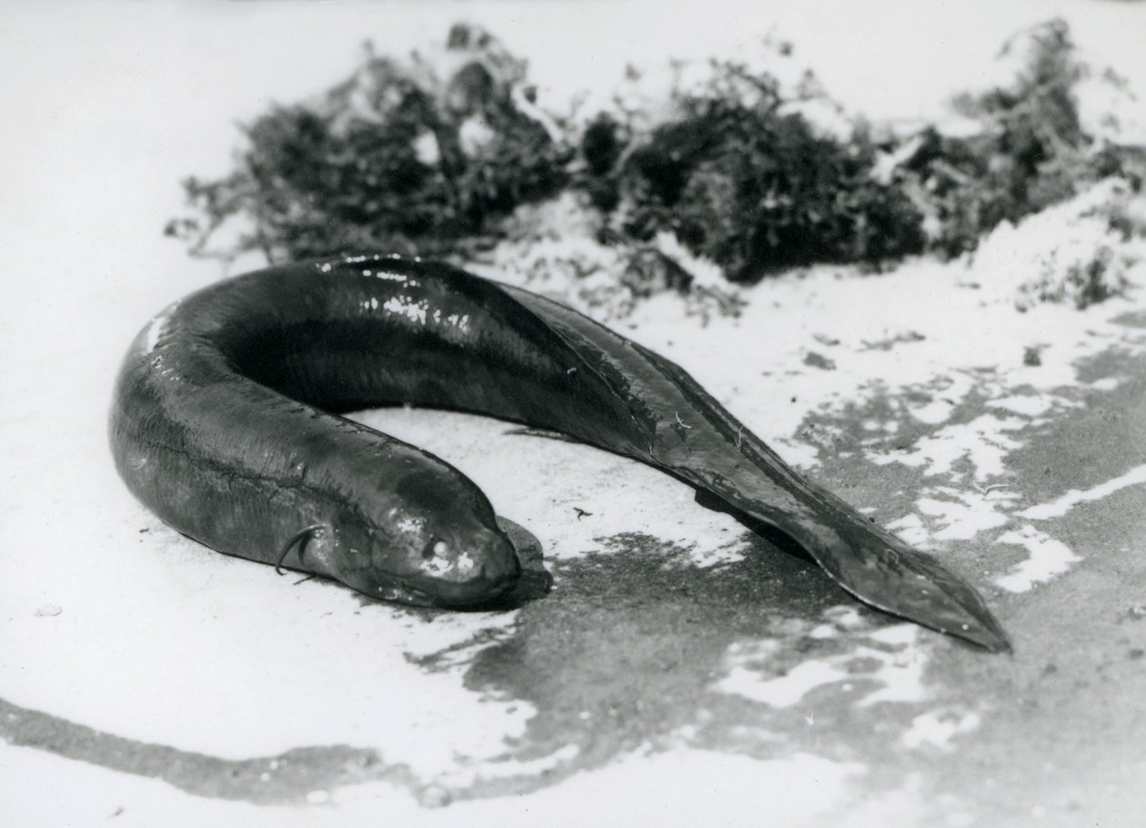 Um lungfish descansando fora da água no zoológico de Londres em setembro de 1928 de Frederick William Bond