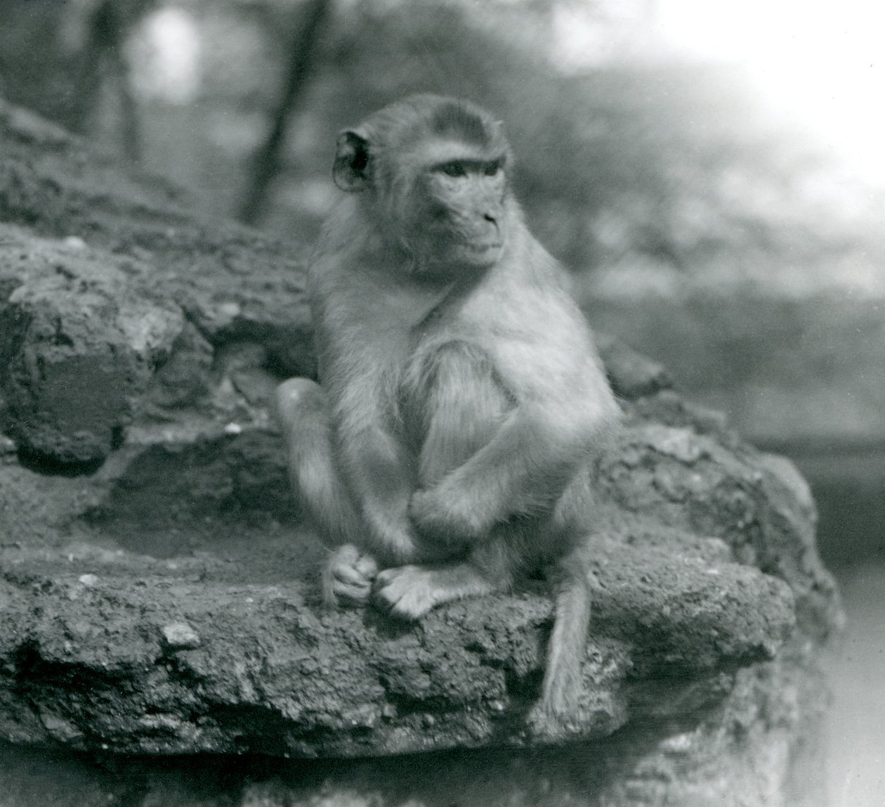 Um Macaco sentado em uma pedra no zoológico de Londres em 1924 de Frederick William Bond