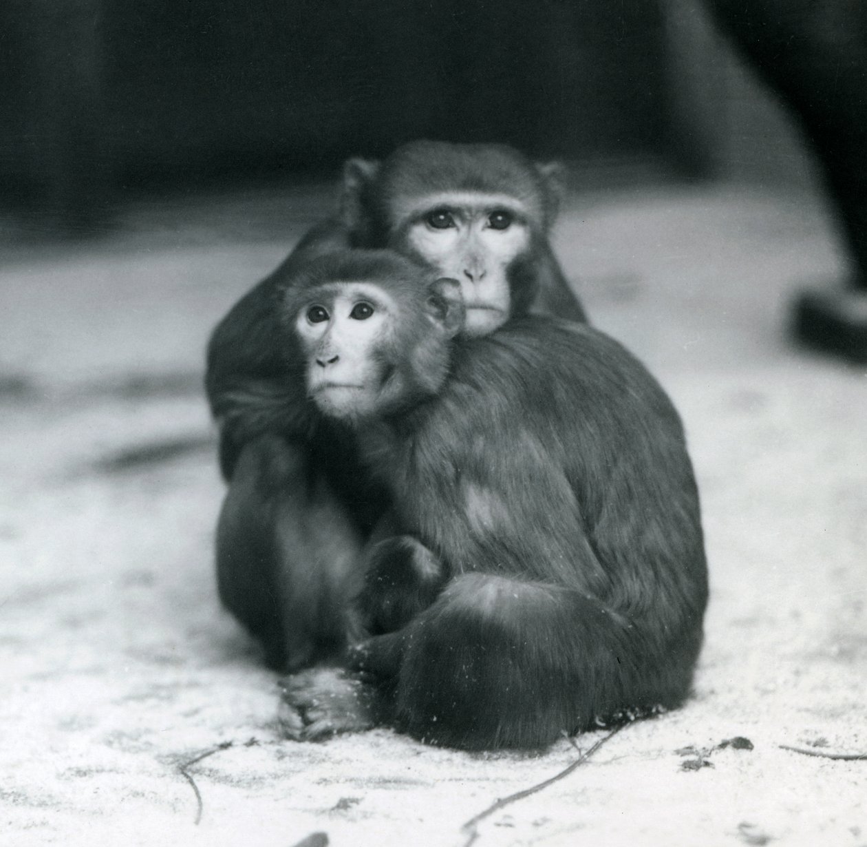 Um Macaque com o seu bebé sentados juntos no chão do seu recinto, no Jardim Zoológico de Londres. de Frederick William Bond