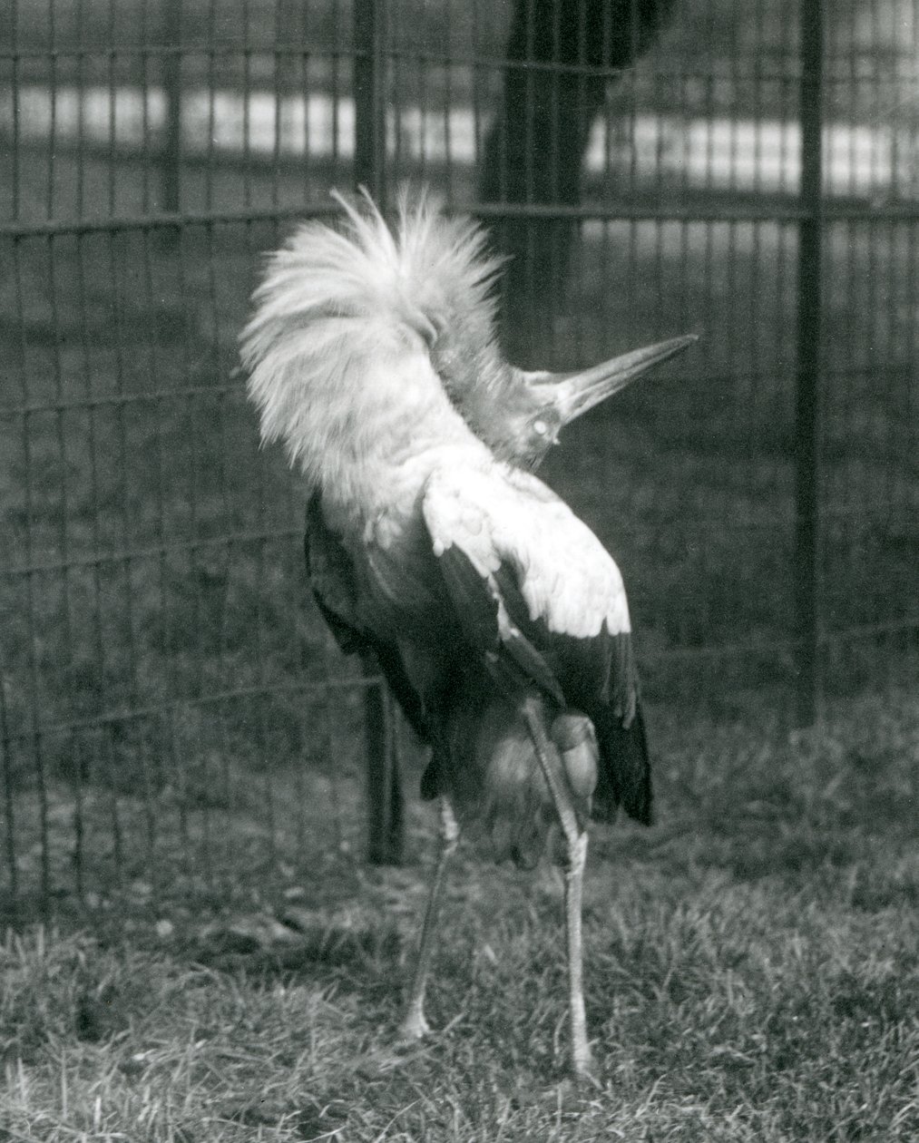 Uma cegonha de Maguari realizando a exibição up-down, London Zoo, em julho de 1925 de Frederick William Bond