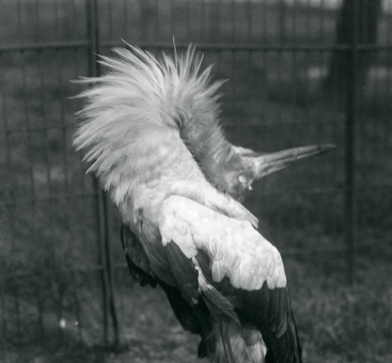 Uma cegonha de Maguari realizando a exibição up-down, London Zoo, em julho de 1925 de Frederick William Bond