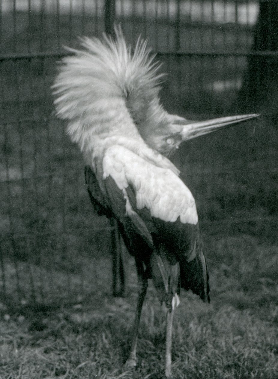 Uma cegonha de Maguari realizando a exibição up-down, London Zoo, em julho de 1925 de Frederick William Bond