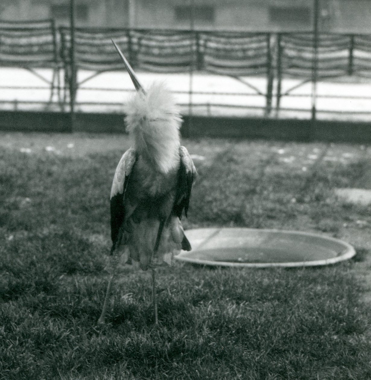 Uma cegonha Maguari fazendo a exibição de cima para baixo enquanto está de pé na grama ao lado de uma pequena piscina de concreto, Jardim Zoológico de Londres, julho de 1925 (foto a p/b) de Frederick William Bond