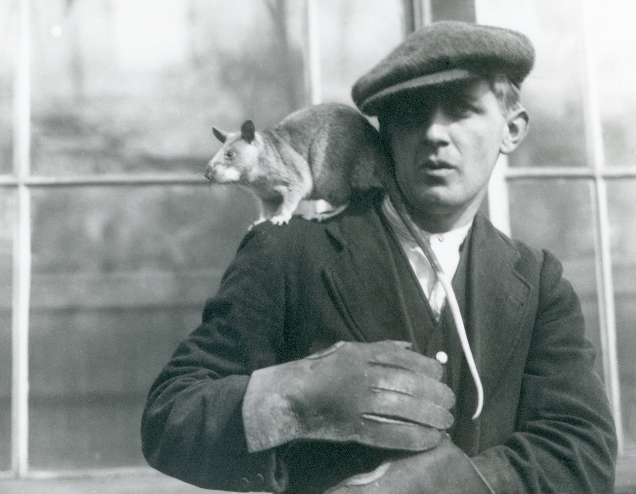 Um Rato Gigante Malgaxe senta-se no ombro do seu guarda, o Jardim Zoológico de Londres de Frederick William Bond