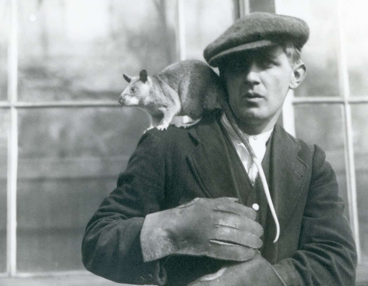 Um Rato Gigante Malgaxe senta-se no ombro de seu guardião, o Zoológico de Londres, 1924 de Frederick William Bond