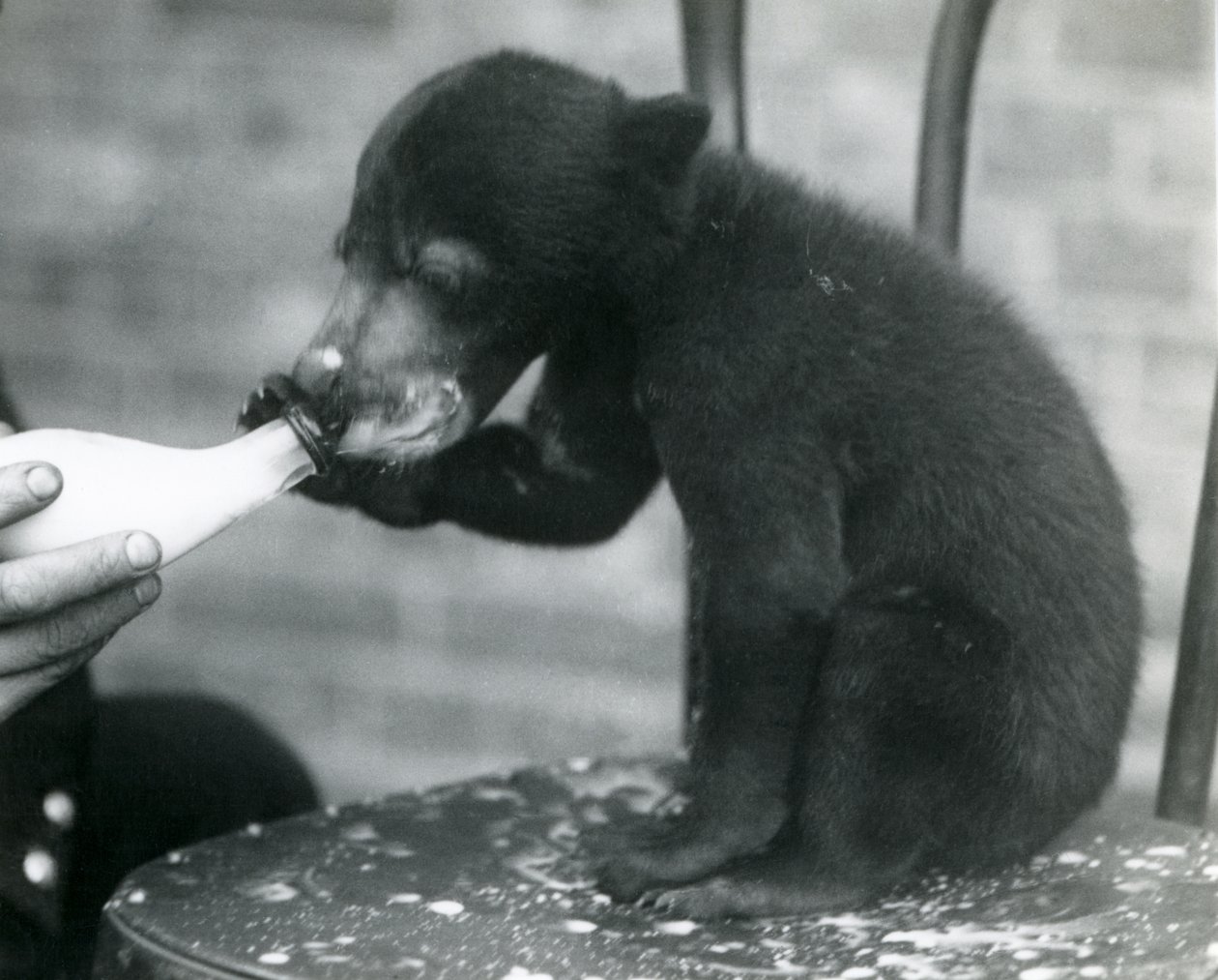 Um, malaio, ou, urso sol, filhote, sentar uma cadeira, enquanto, sendo, garrafa, alimentado, por, seu, keeper, em, jardim zoológico londres, década de 1920 de Frederick William Bond