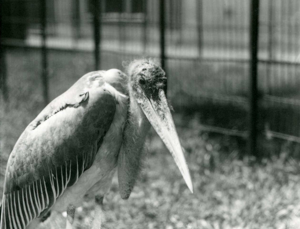 Uma cegonha de marabu em seu recinto no zoológico de Londres em setembro de 1928 de Frederick William Bond