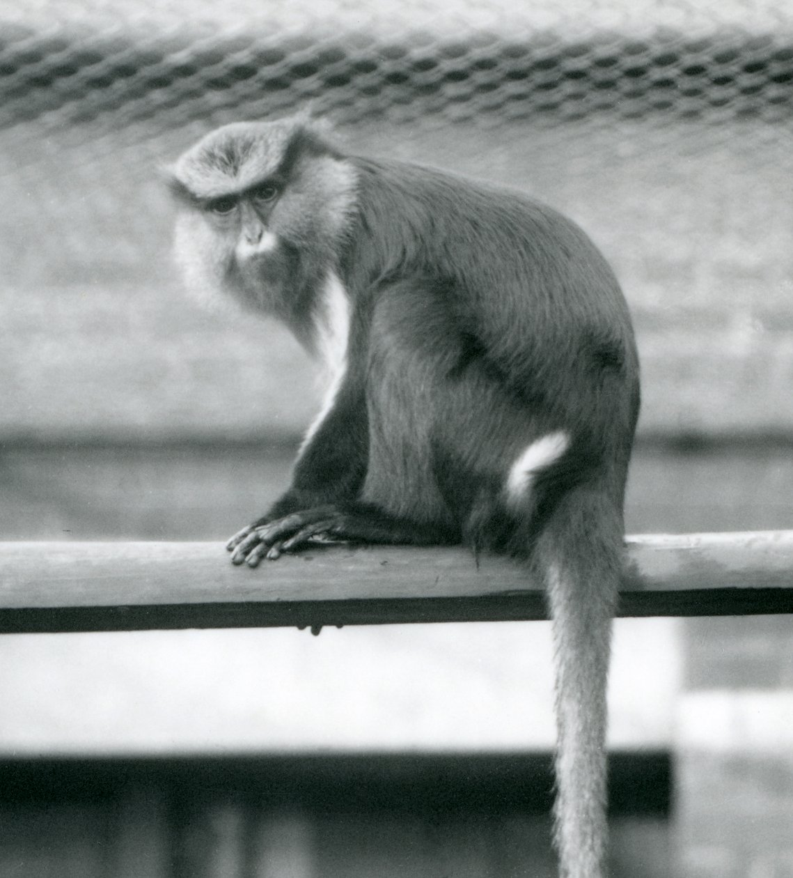 Um macaco Mona sentado em um poste horizontal em seu recinto no zoológico de Londres em setembro de 1925 de Frederick William Bond