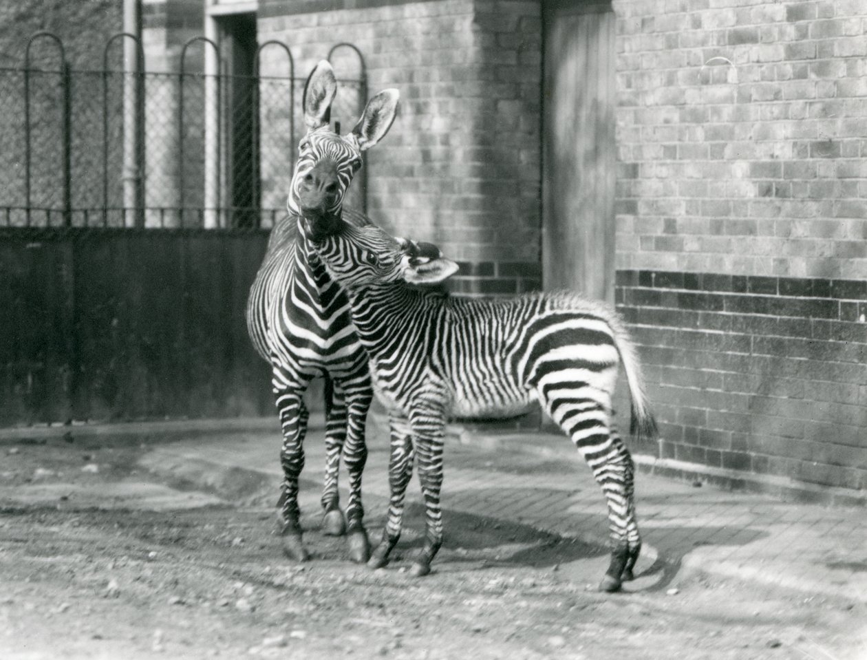 Uma zebra de montanha e seu potro no Zoológico de Londres em 1929 (foto a p/b) de Frederick William Bond