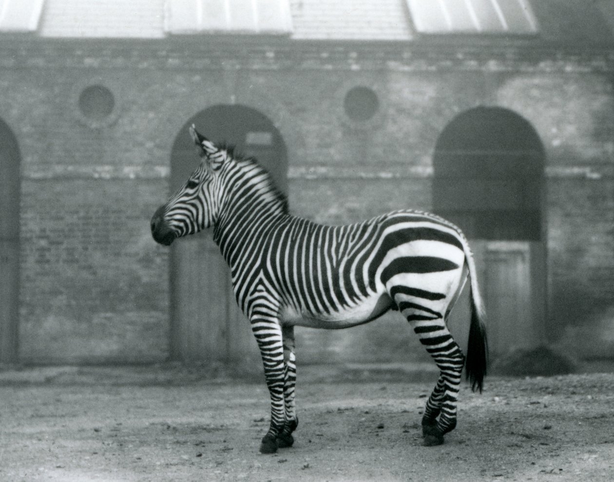 Uma Zebra de Montanha em pé, em seu piquete, em frente às portas altas da Casa Girafa no Zoológico de Londres em 1927 de Frederick William Bond