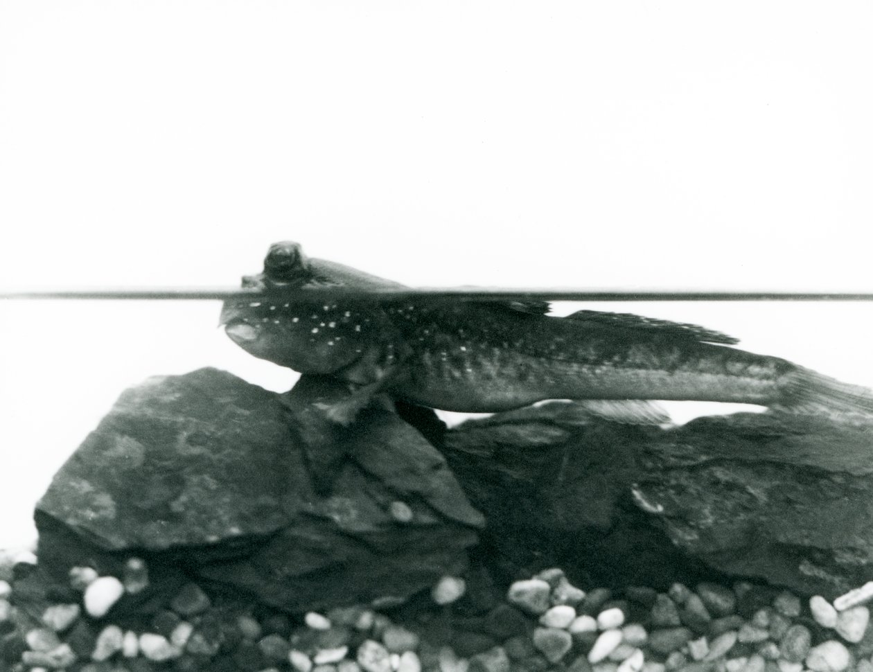 Um saltador de lama, descansando nas rochas submersas, com os olhos acima da água, no Jardim Zoológico de Londres de Frederick William Bond